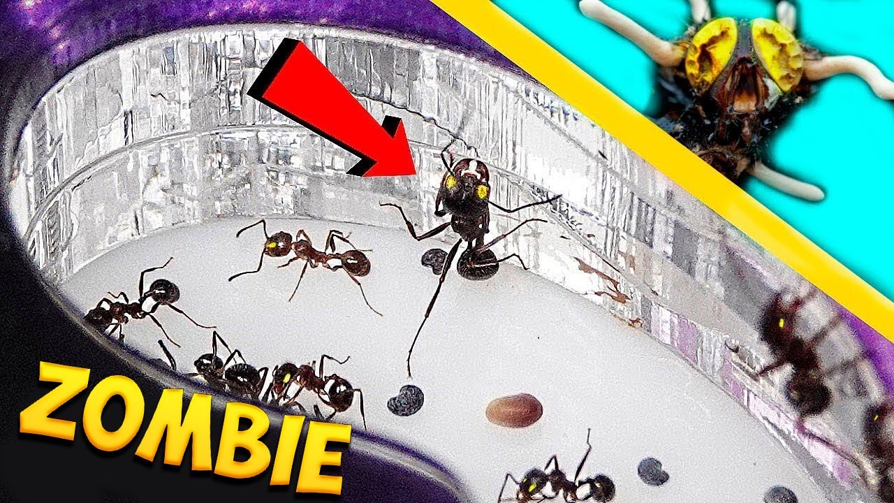 A MI COLONIA de HORMIGAS llego un VIRUS ZOMBIE...¿QUE PUEDO HACER?