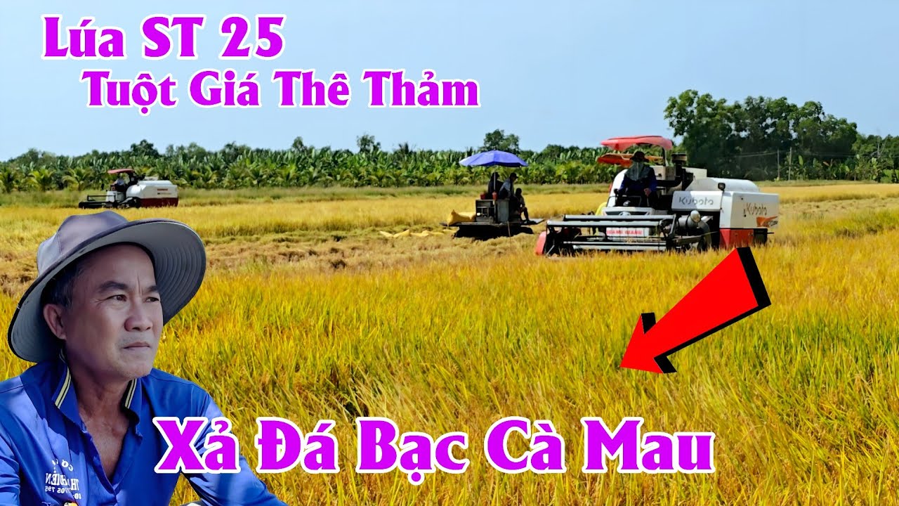 19/01/2026 Lúa ST 25 Tuột Giá Thê Thảm Xả Đá Bạc Cà Mau 