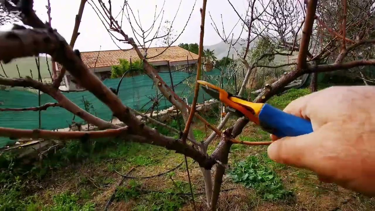 Potatura invernale del pesco
