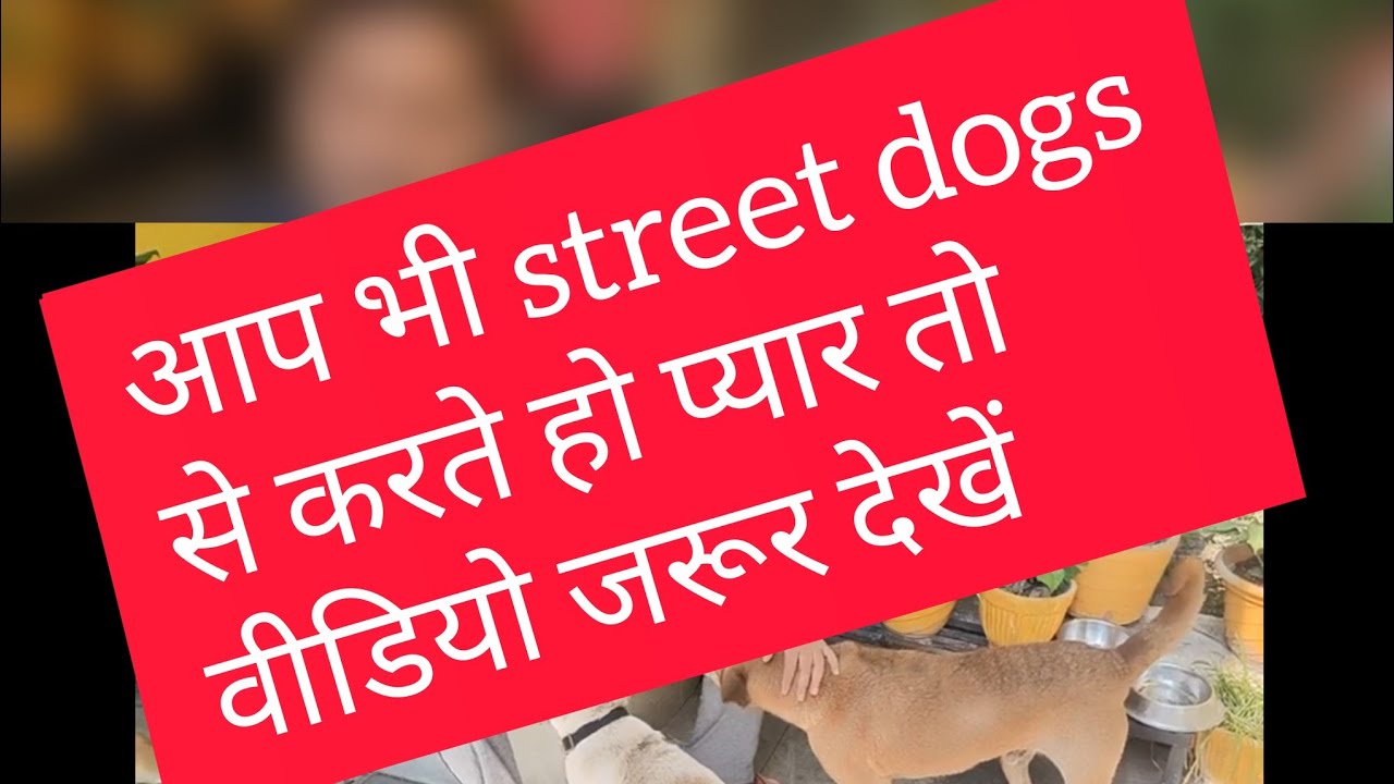 love street dogs #streetdog