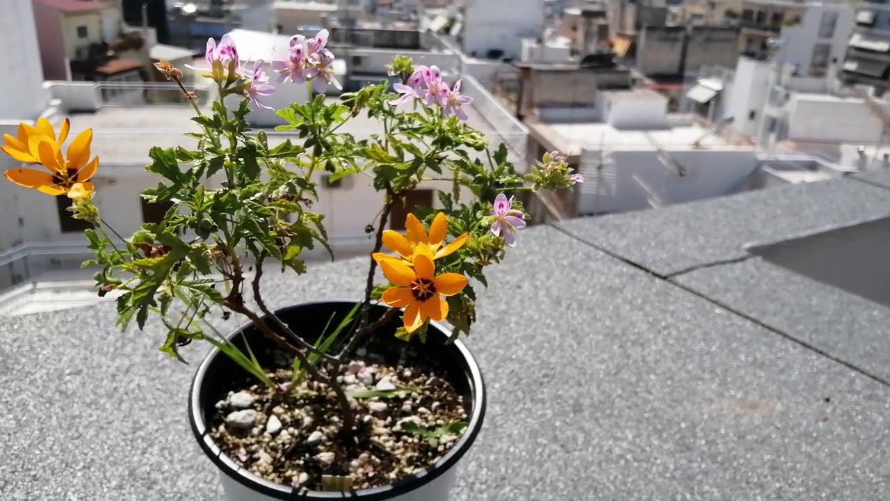 Ixia maculata & Pelargonium glutinosum - vanskouflora