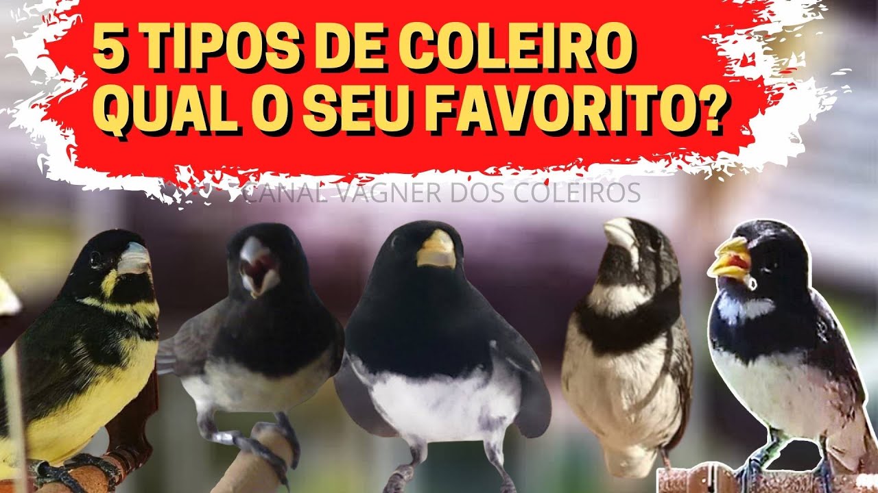 5 Tipos de Coleiro Qual o mais Bonito?