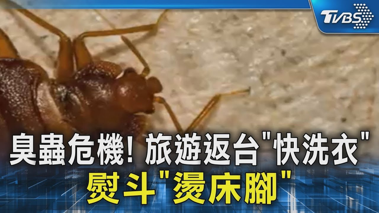 臭蟲危機! 旅遊返台「快洗衣」 熨斗「燙床腳」｜TVBS新聞 @TVBSNEWS02
