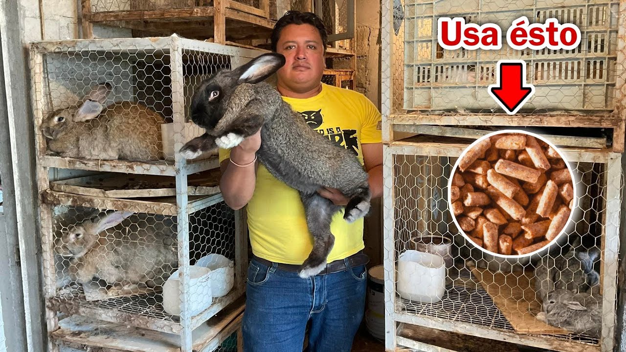 ¿Qué hacer cuando tienen MUCHOS gazapos para que todos vivan? 🐰🤠