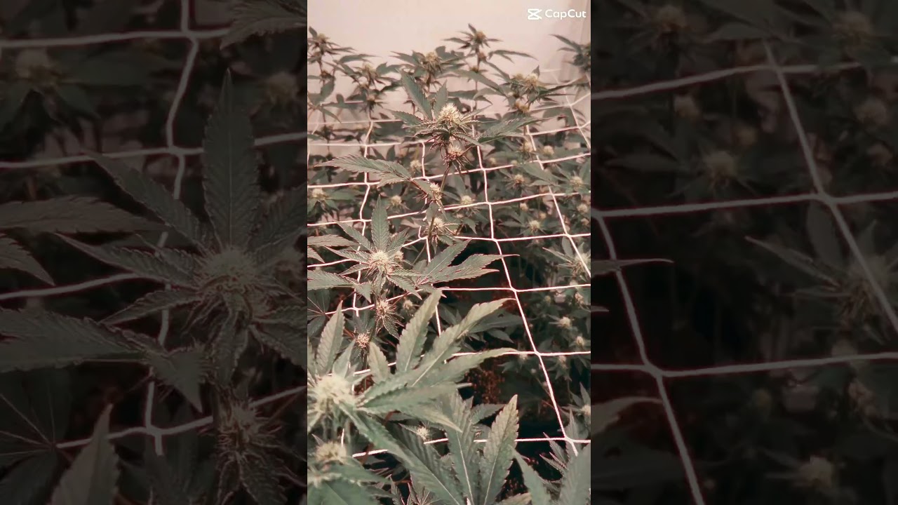 RS11 Strain  with Cropsalt Granular #ledgrowlights #coco