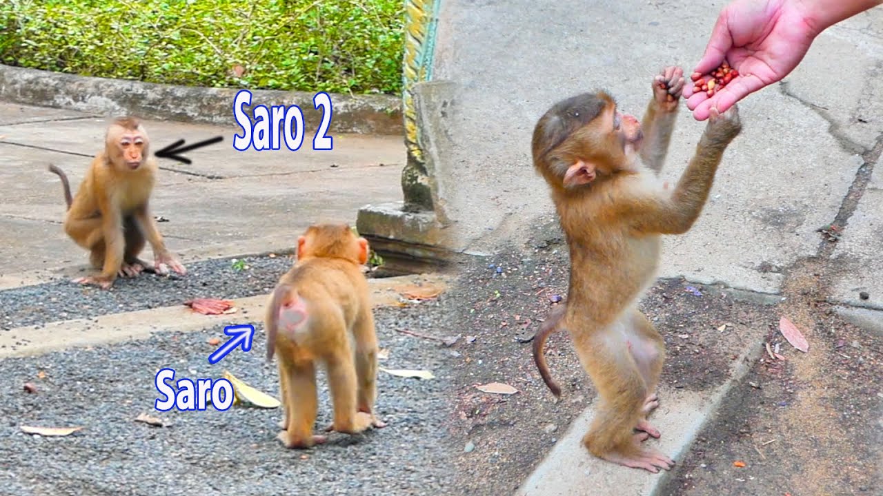 Twin face...Why is baby monkey look like baby monkey SARO like that?