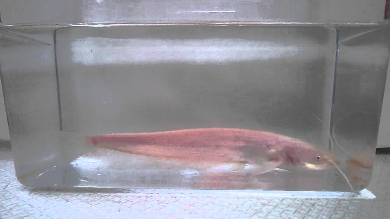 Silurus Glanis - Wells Catfish - ALBINO - 06192012