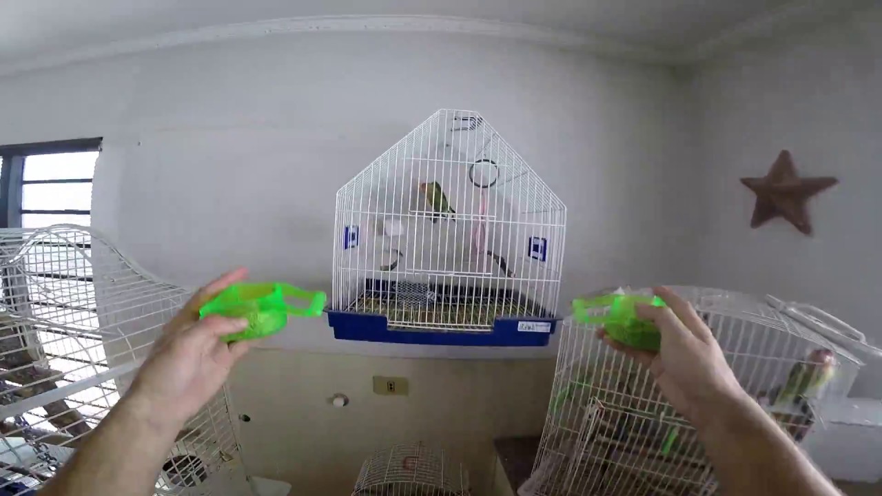 Chegou a vez das aves! - Pets Na net