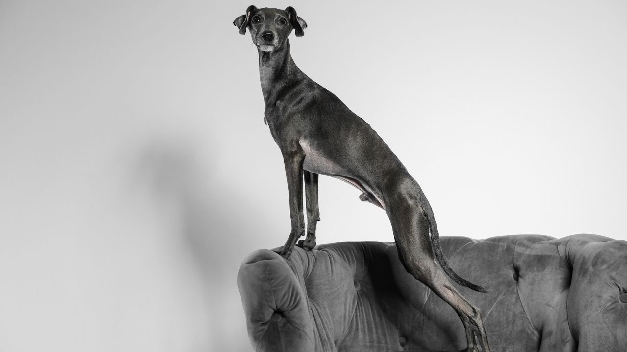 Training Your Italian Greyhound Puppy: 8 Tips for Success
