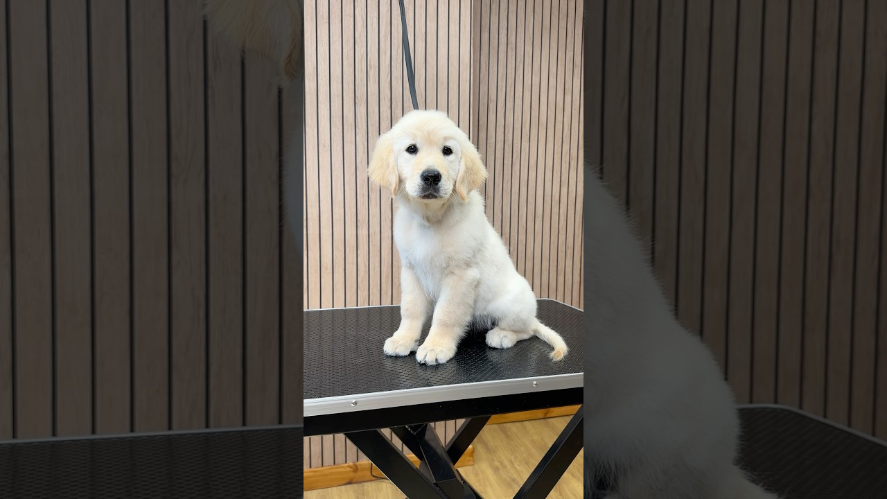 Doggy Daily, выпуск 533: Кловер, золотистый ретривер 🐾 #уходзасобакой #золотистыйретривер #щенок