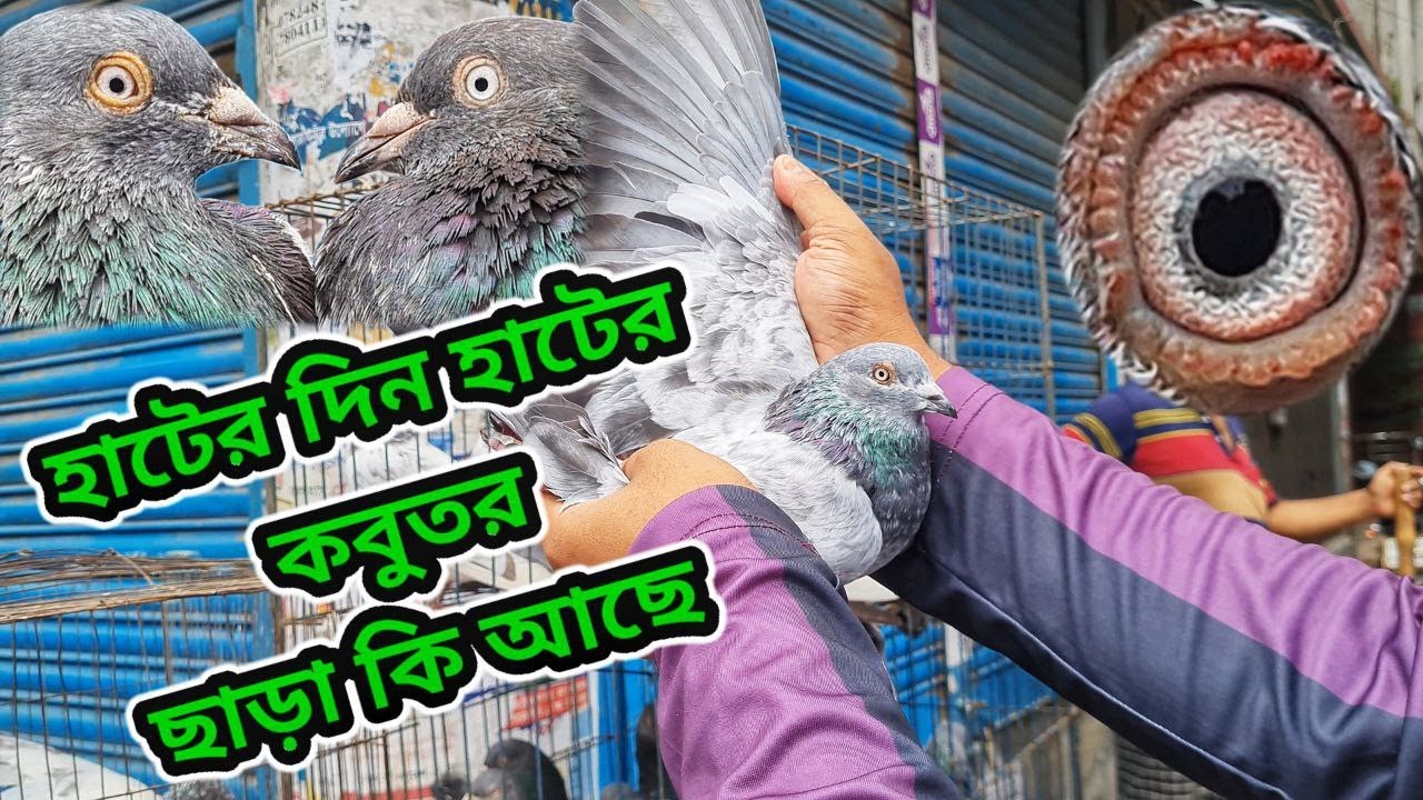 মিরপুরের কবুতর মানেই আগুন  🔥 | Miraj Pigeon & Pets