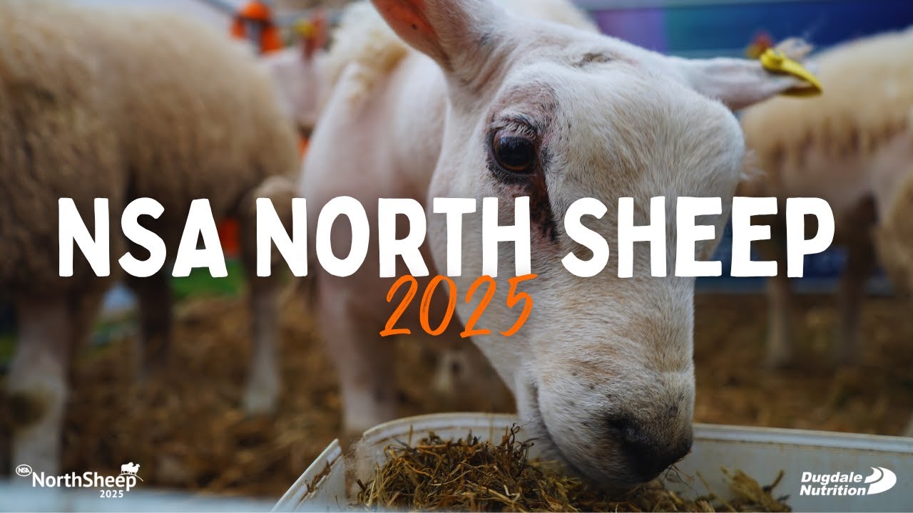 NSA North Sheep 2025!