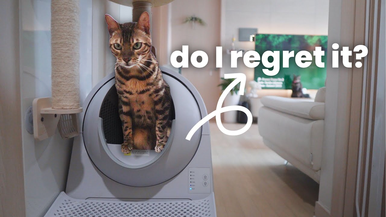 I Tried a $300 Self-Cleaning Litter Box for 3 Years. Here's the Truth!