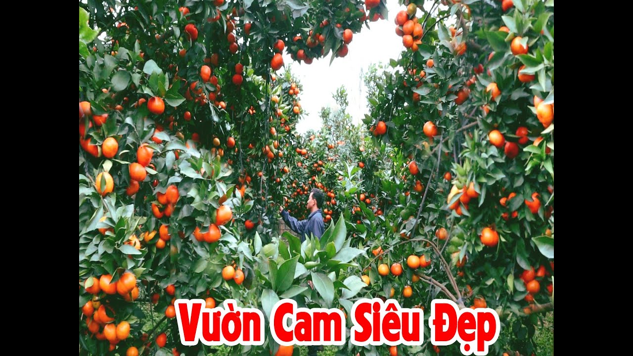 THĂM QUAN NHỮNG VƯỜN CAM SIÊU ĐẸP - VƯỜN CAM CHÚ DIỆN.