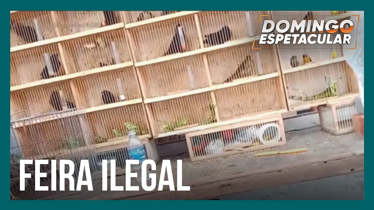 Exclusivo: feiras clandestinas vendem animais silvestres no Rio de Janeiro