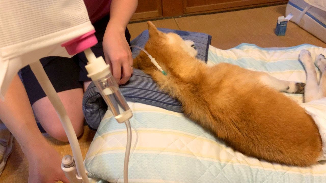 老犬介護：自宅で皮下点滴に初挑戦してみた