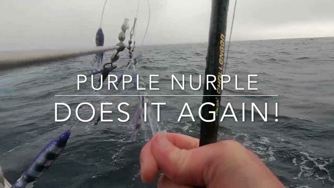 Tuna Chaos on the Oregon Coast : 7-18-24