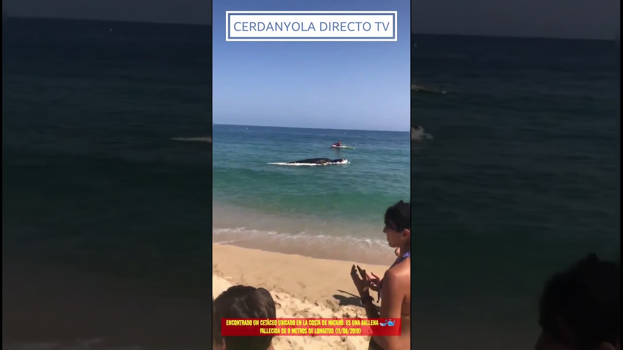 Encontrado un cetáceo ubicado en la costa de Mataró. Es una ballena 🐋 fallecida (11/08/2019)