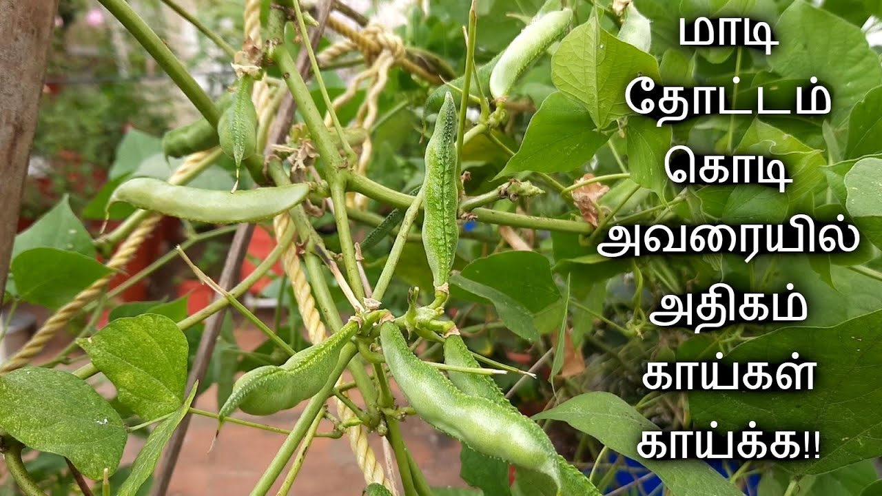 மாடி தோட்டத்தில் கொடி அவரை வளர்க்க முக்கிய குறிப்புகள் !  Kodi avarai in Terrace garden in Tamil