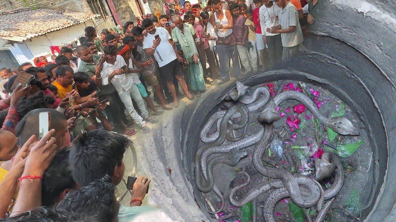 बिहार का कारनामा कैमरे में कैद हो गया, नहीं तो यकीन नहीं होता, एक साथ 3 नाग कुएं में गिरे हुए थे।😱🐍🐍