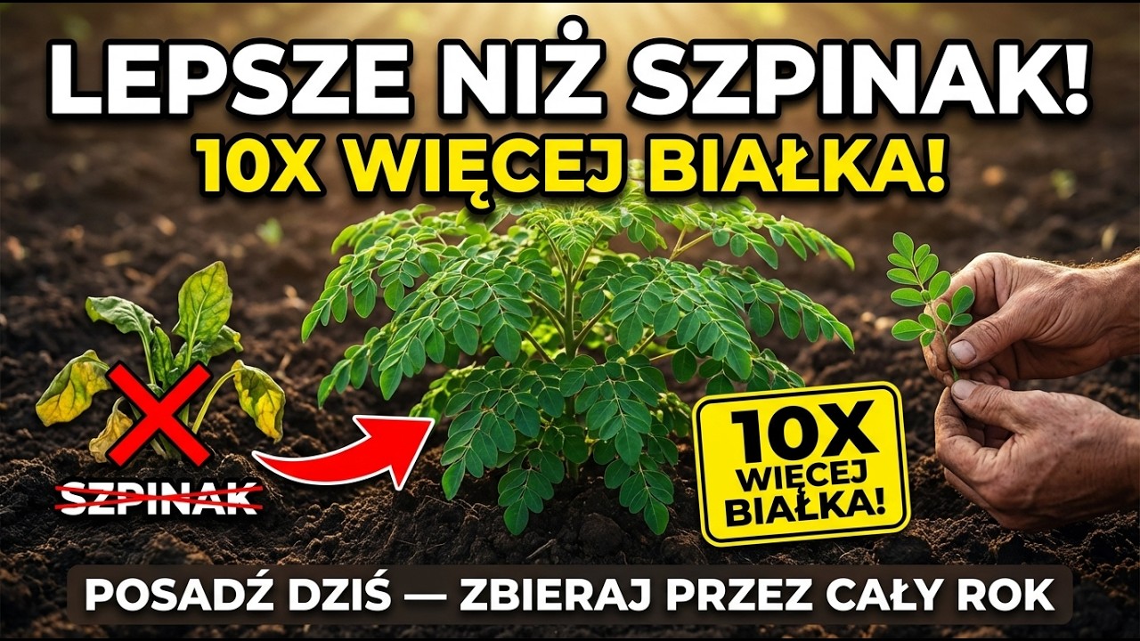 Lepsze niż szpinak. &bdquo;Nieśmiertelne&rdquo; drzewo, kt&oacute;re żywi cię przez 20 lat. (Nie kupuj nasion)