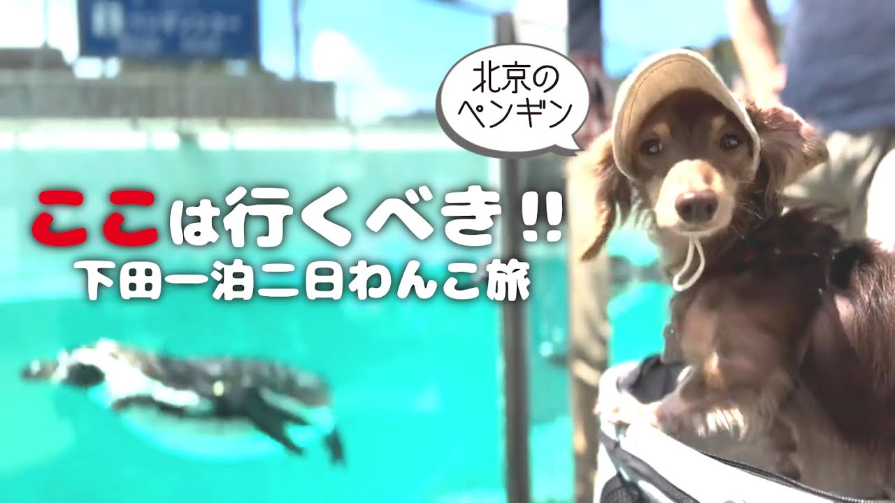 【犬連れ旅行静岡下田観光】下田海中水族館がわんこに優しすぎた🐶🐶💕1泊2日わんこ旅1/3 2024.5