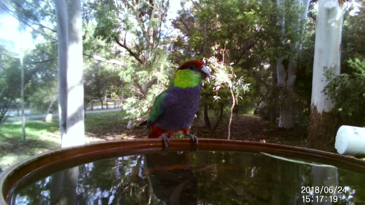 Red Capped Parrot
