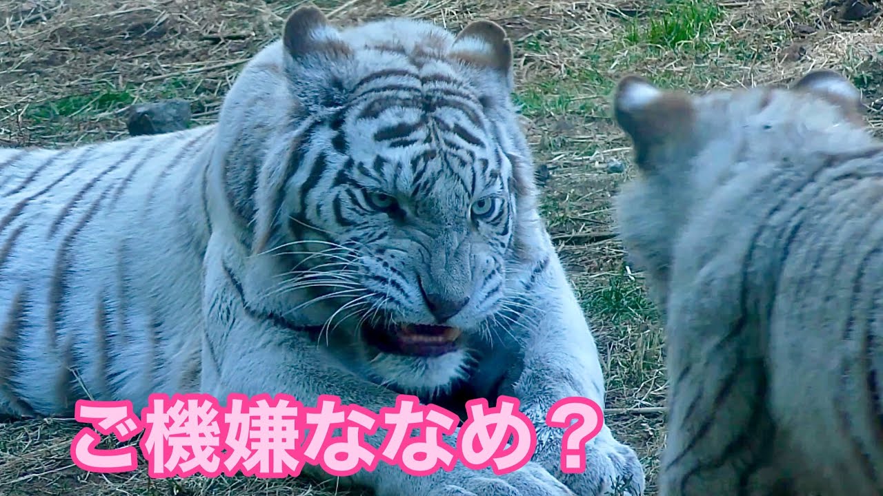 シロップママの機嫌が悪い？【伊豆アニマルキングダム】White tiger Syrup-chan Izu Animal Kingdom