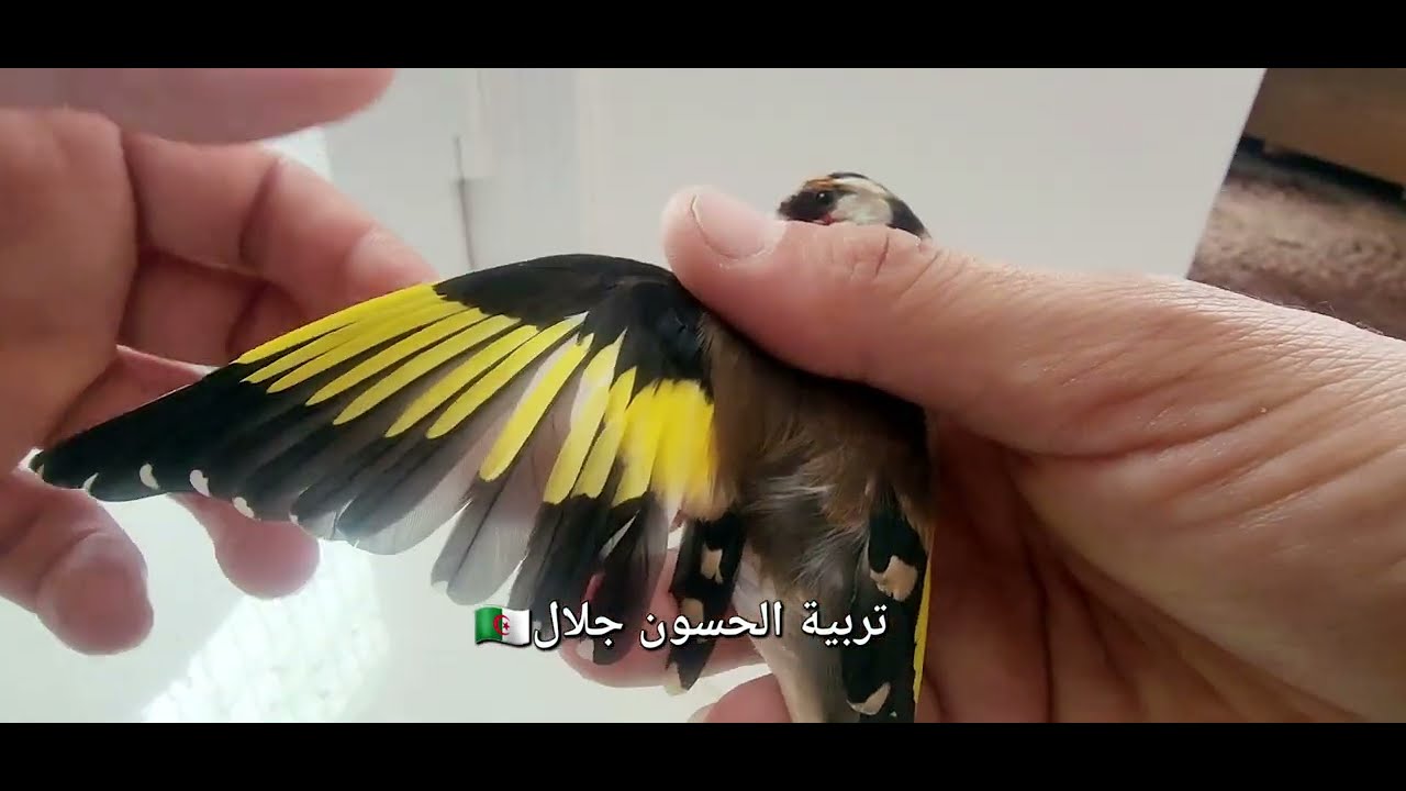 سبب الريش المعوج والفاسد مبعثر عند الحسون والطيور وكيفية علاجها للتخلص منها نهائيا