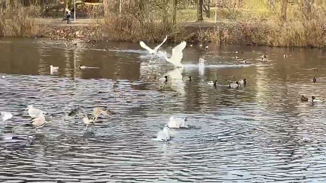 Young Seagulls having a collective bath together in the Beautiful March 4th Westcoast Norway 