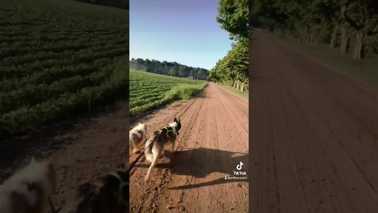 #country #nodaysoff #huskies #fitness #running #dirtroads
