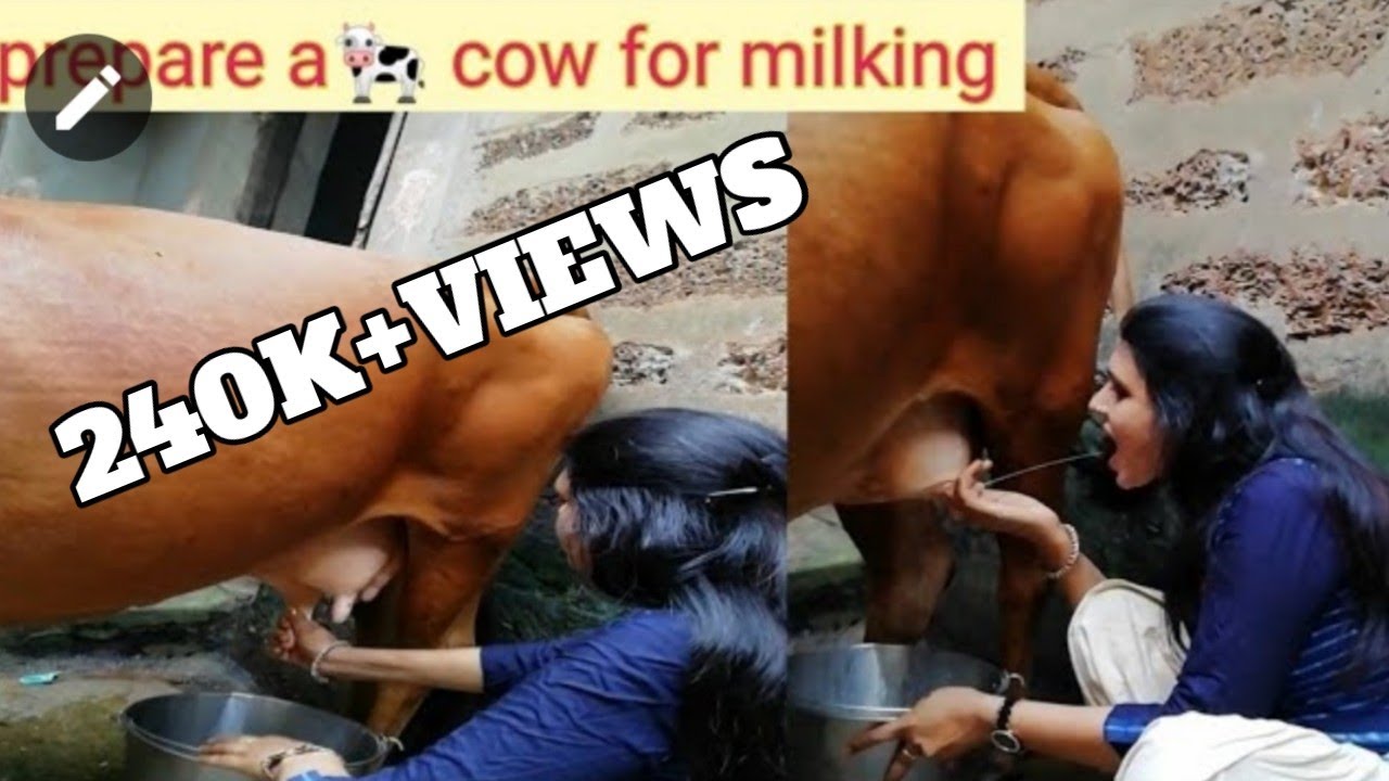 indian cow milking by hand /it's not easy to milk a cow by hand