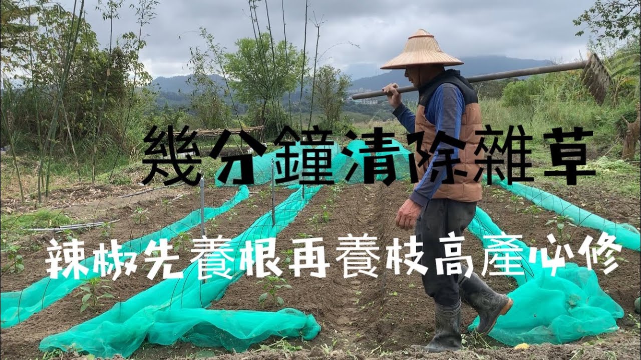 種青椒與彩椒先養根再養枝高產必修～有見過這樣除草嗎？實在太快有厲害了