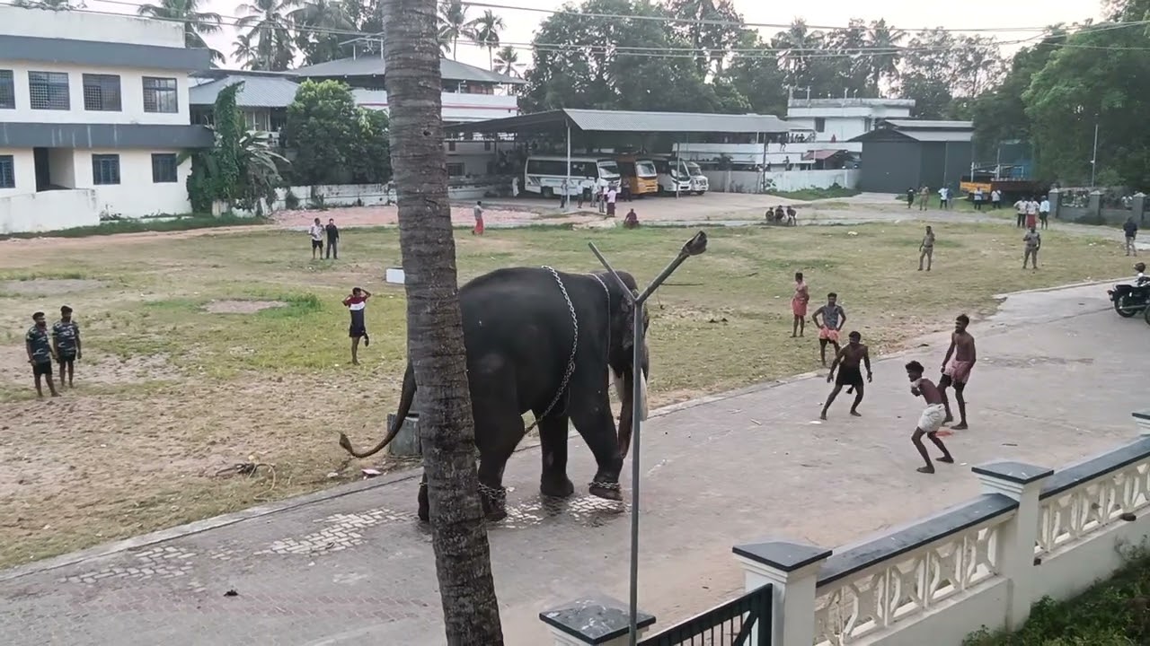 ഇടക്കൊച്ചിയിൽ ആന ഇടയുന്ന ദൃശ്യം🐘