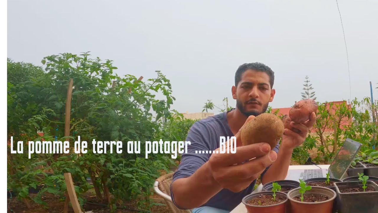 كيفية زراعة البطاطس في حديقة عضوية