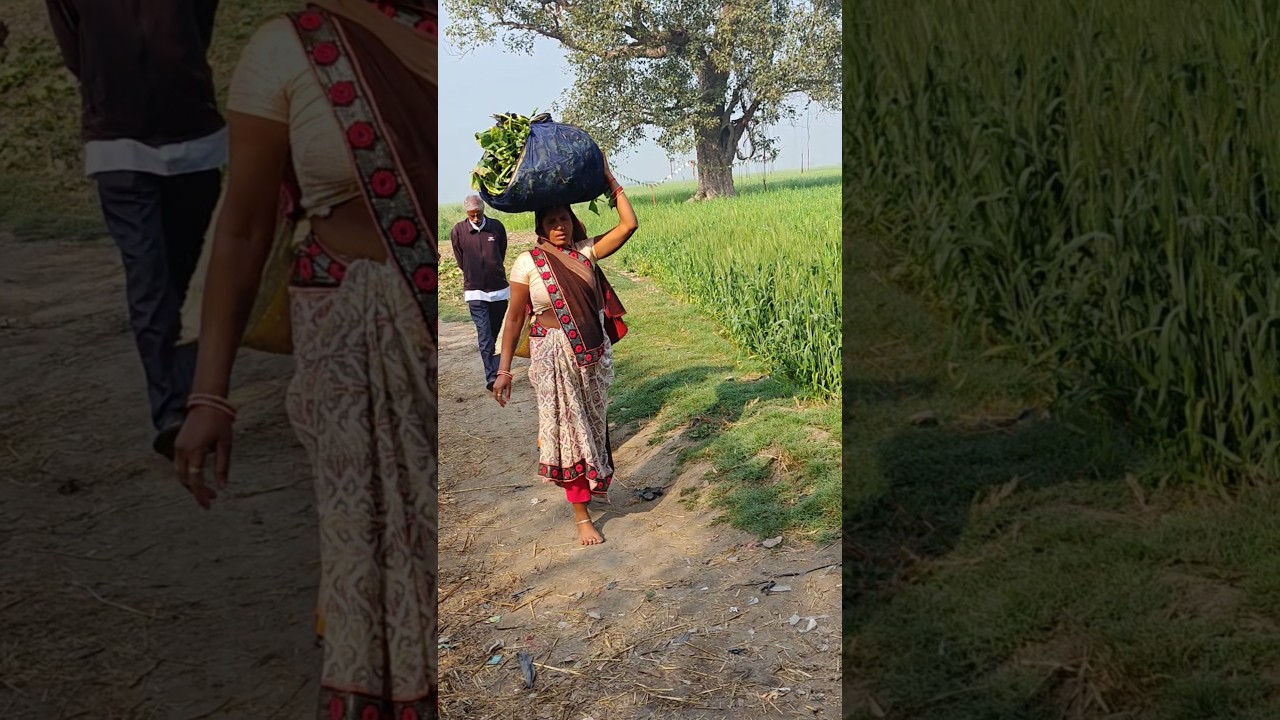Treditional & Peaceful Indian village life #youtubeshorts #shorts #shortvideo