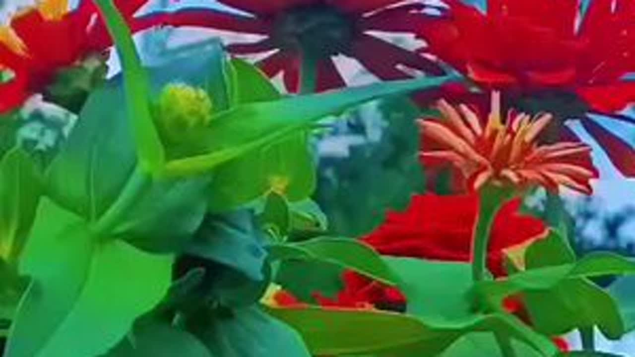 #花开富贵吉祥 #太漂亮了