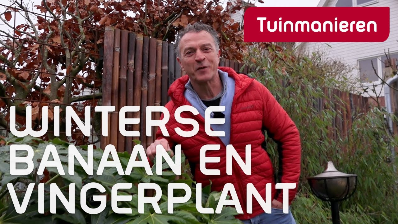 De banaan en de vingerplant in de winter | Tuinmanieren