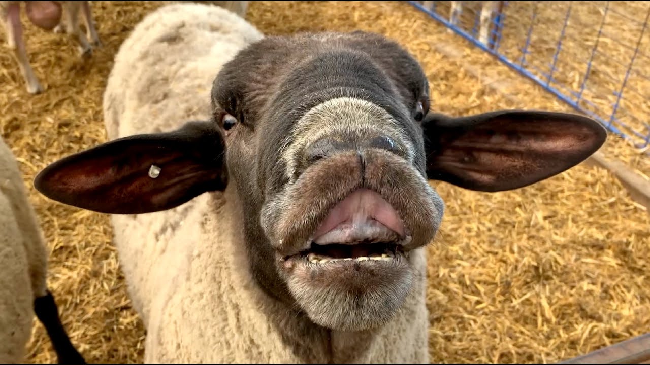 Something STINKS!!! (Thanksgiving 2020 FARMER STYLE) Vlog 362