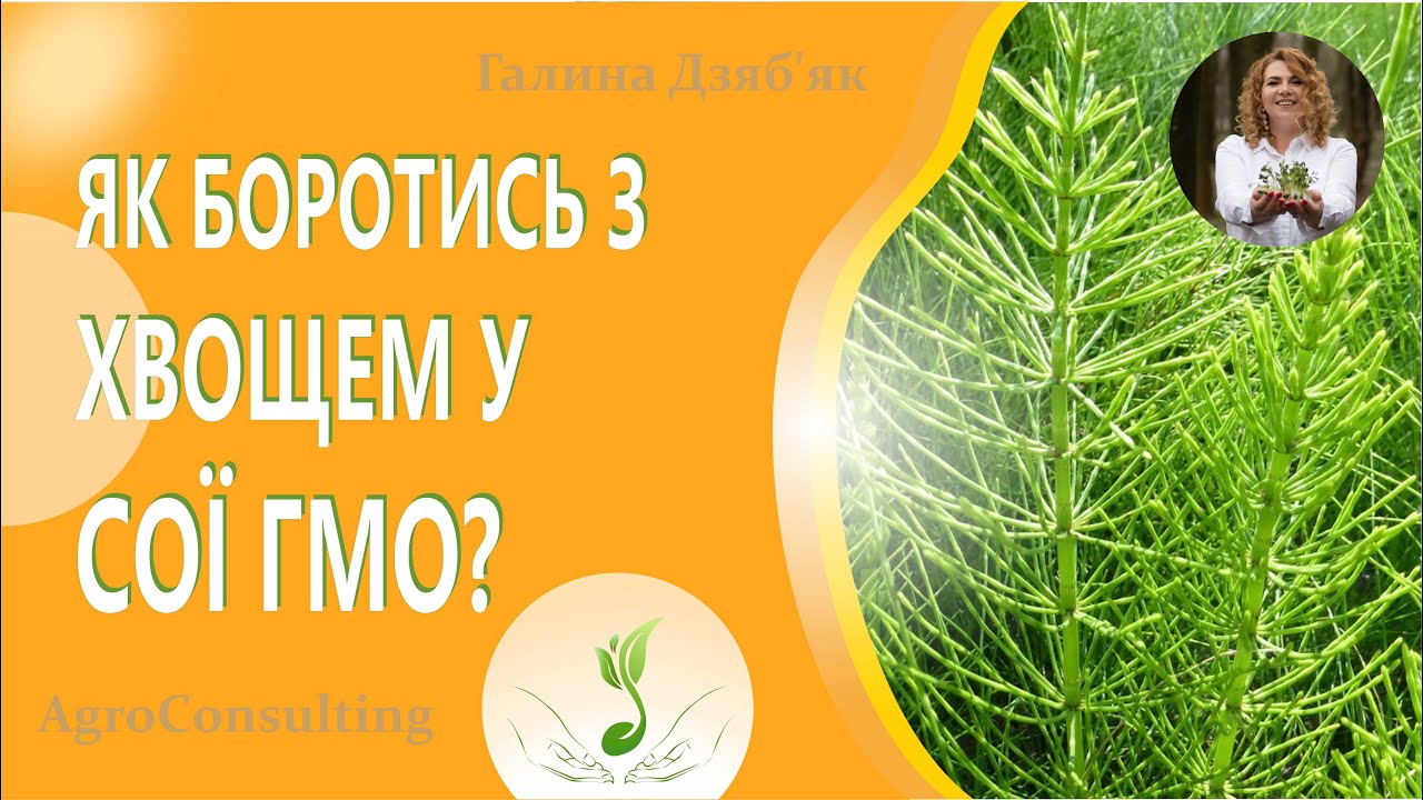 Як боротись з хвощем у сої ГМО?