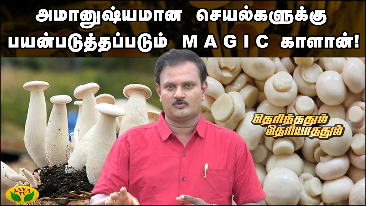 அமானுஷ்யமான செயல்களுக்கு பயன்படுத்தும் Magic காளான்   | Therinthathum Theriyathathum | Jaya Tv
