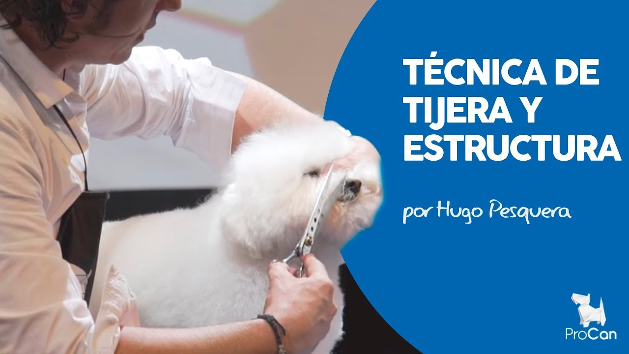 T&eacute;cnica de tijera y estructura | Peluquer&iacute;a Canina | Arreglo y corte bichon maltes