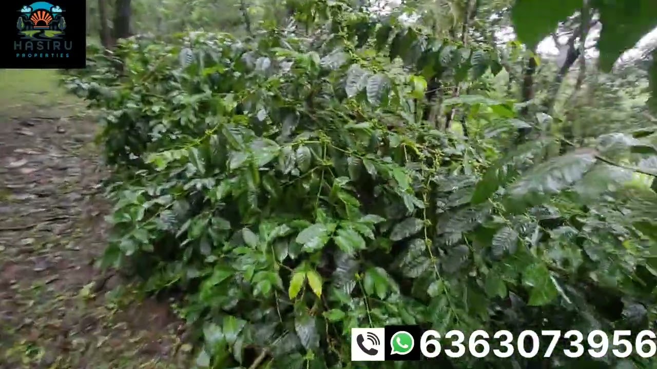 [ #11 ] 18 acre well maintained arebica coffee estate for sale with good view.