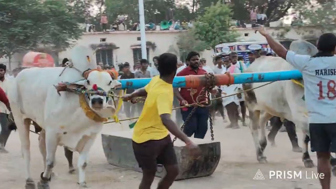 తర్లుపాడు గ్రామం||సీనియర్స్ విభాగం 7వ జత MVSR BULLS మార్తాల వెంకట సుబ్బారెడ్డి గారు 7-2-2026💥