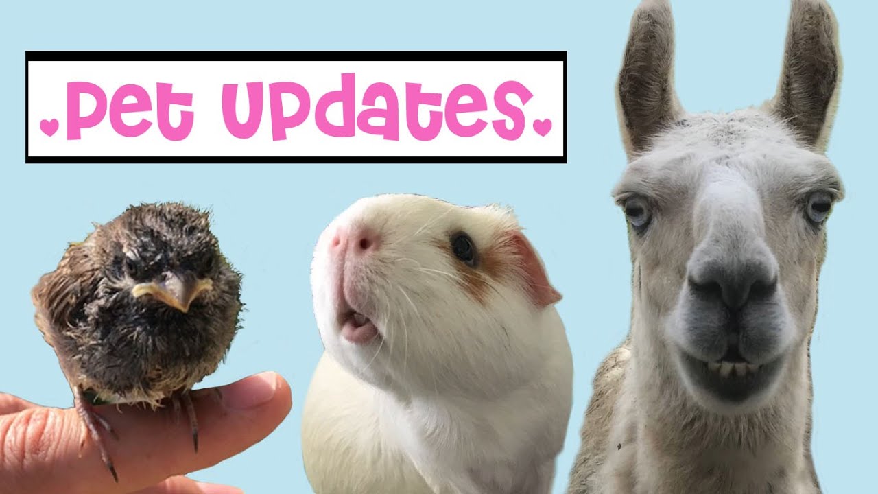 Pet Updates 2020