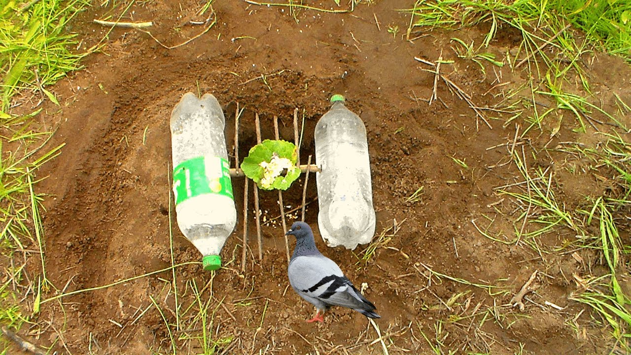 Unique Bird Trap - Creative Method Pigeon Bird Trap Using Two Sprite Bottle & Deep Hole.