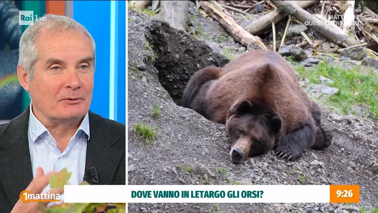 Animali in letargo: cosa fanno prima del lungo sonno? - Unomattina 21/11/2024