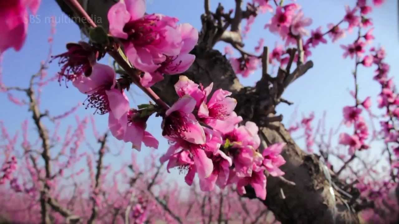 Melocotoneros en flor. Cieza, Murcia.