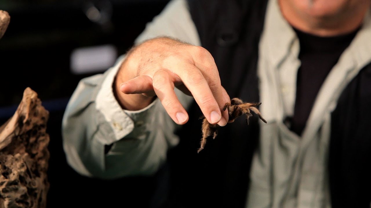 How to Handle a Tarantula | Pet Tarantulas
