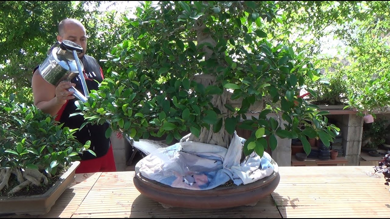 Nuestro bonsai durante las vacaciones